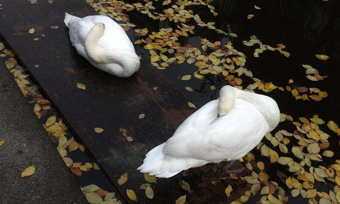 Swans during an Amsterdam autumn