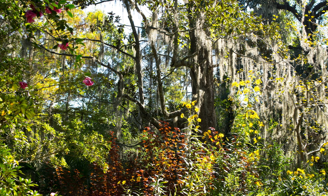 Magnolia Plantation in Charleston, South Carolina