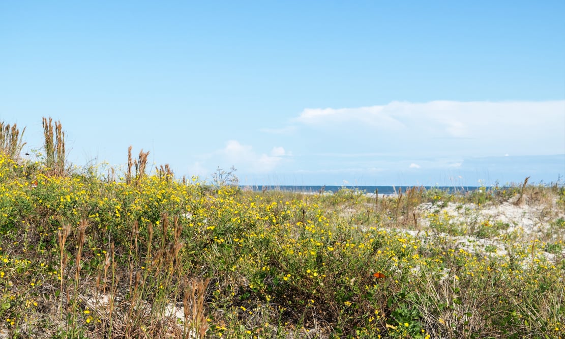 Sullivan's Island beach in South Carolina