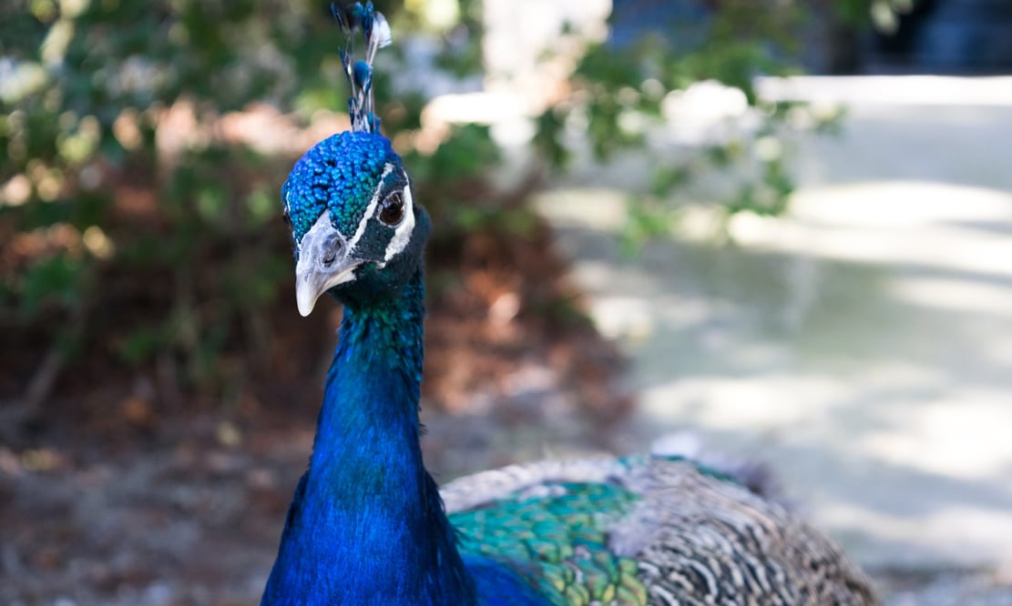 Peacock at Magnolia Plantation in Charleston, South Carolina