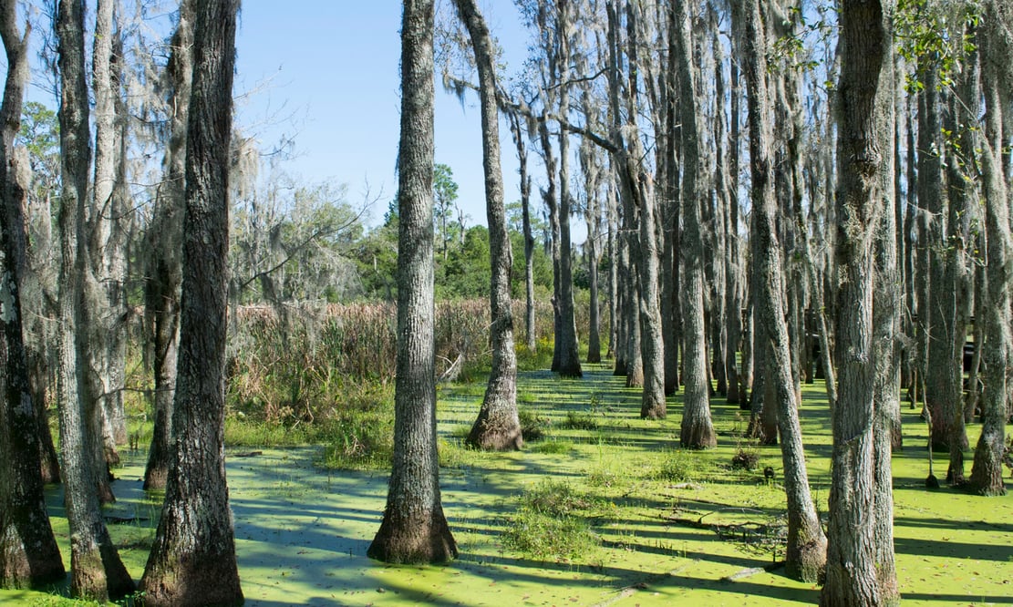 Audubon Swamp Garden in Charleston, South Carolina