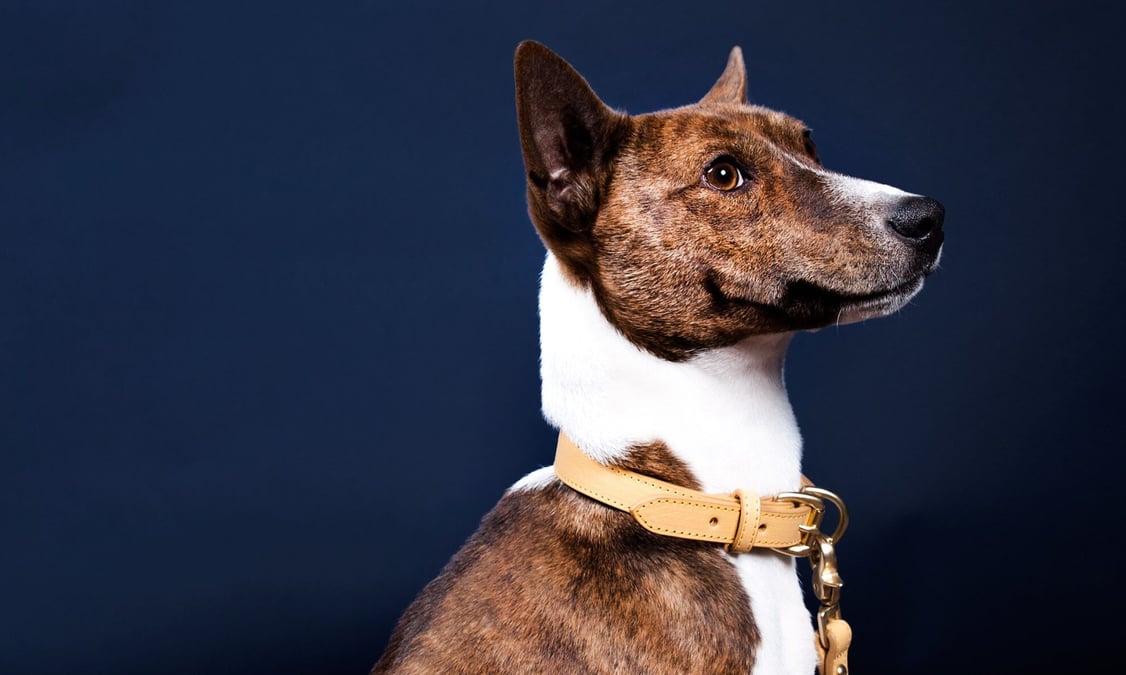 Associate designer Nic's Basenji, Hero, wearing a Lotuff leather collar in ochre (size small)