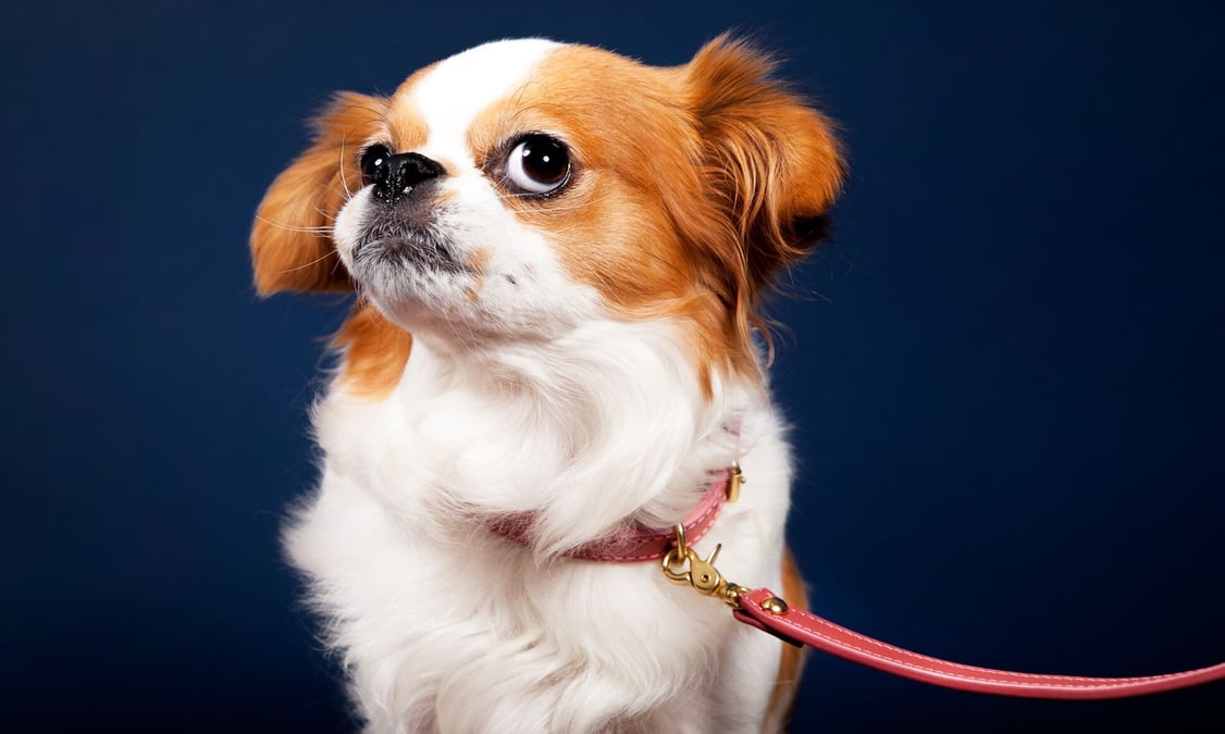 Our friend Willa's dog, Gladdy, wearing a Lotuff leather collar in rosewood (size mini)