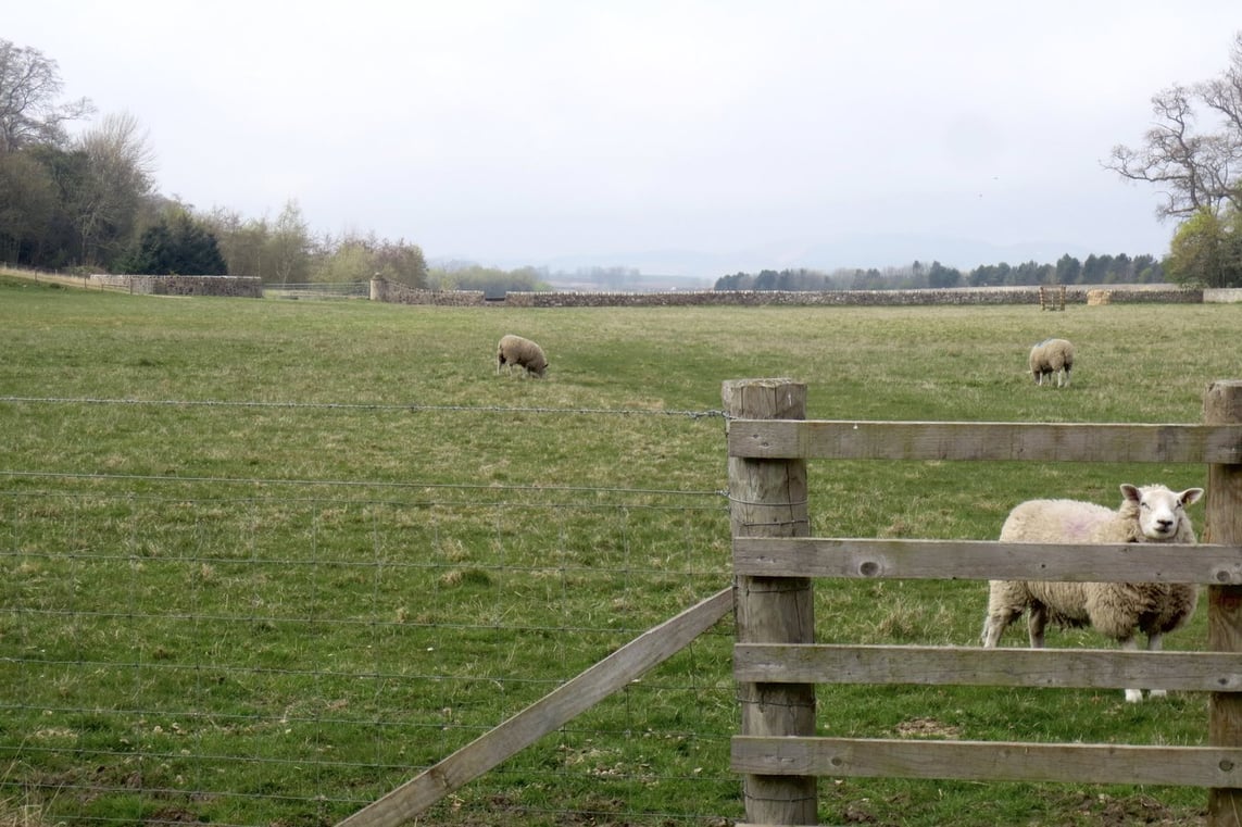 Sheep and farmland at Balgove Larder in St. Andrews, Scotland