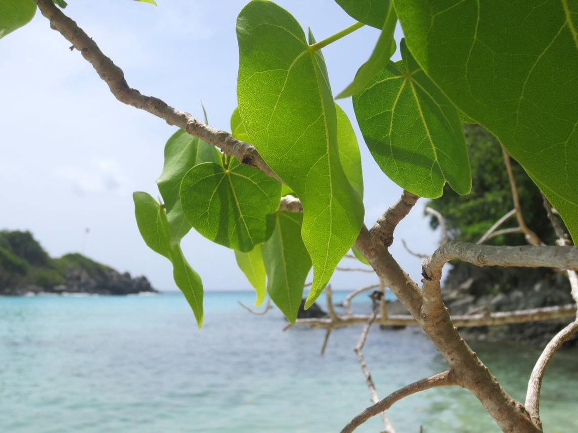 Beaches of Trunk Bay in Saint John, USVI