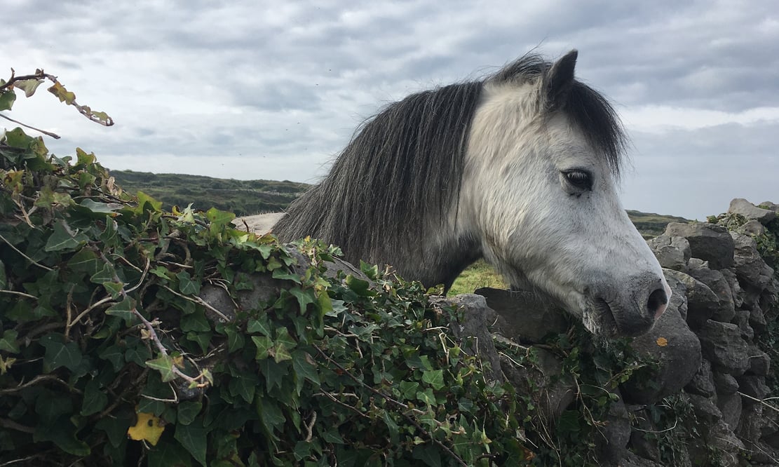 Horse on the roadside of Ireland's Aran Islands 