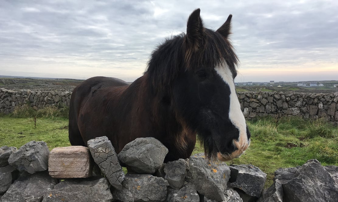 Horse on the roadside of Ireland's Aran Islands 