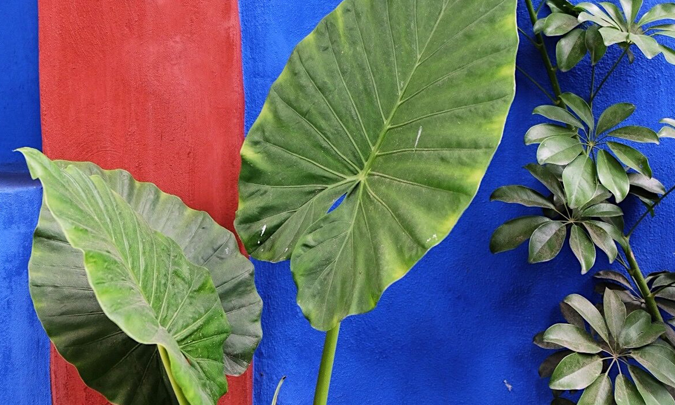 Foliage outside Casa Azul