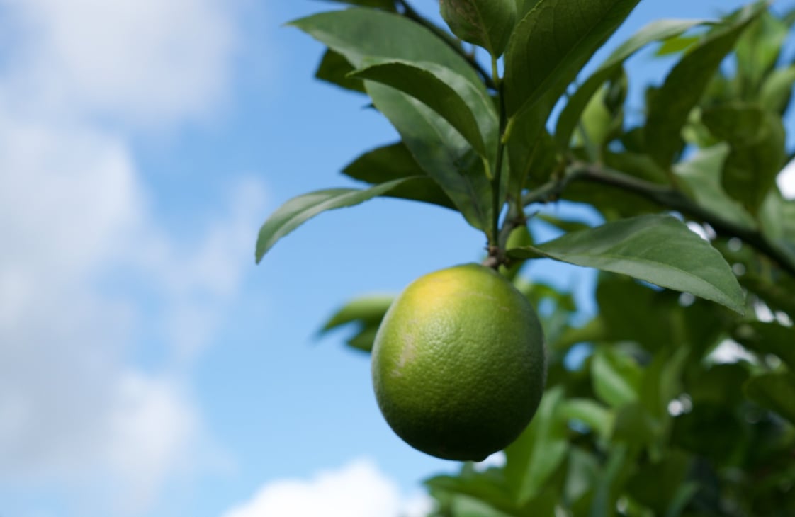 A lime tree in Clermont, Florida