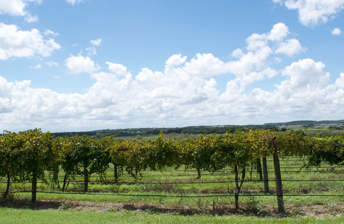 Lakeridge Winery vineyards in Clermont, Florida