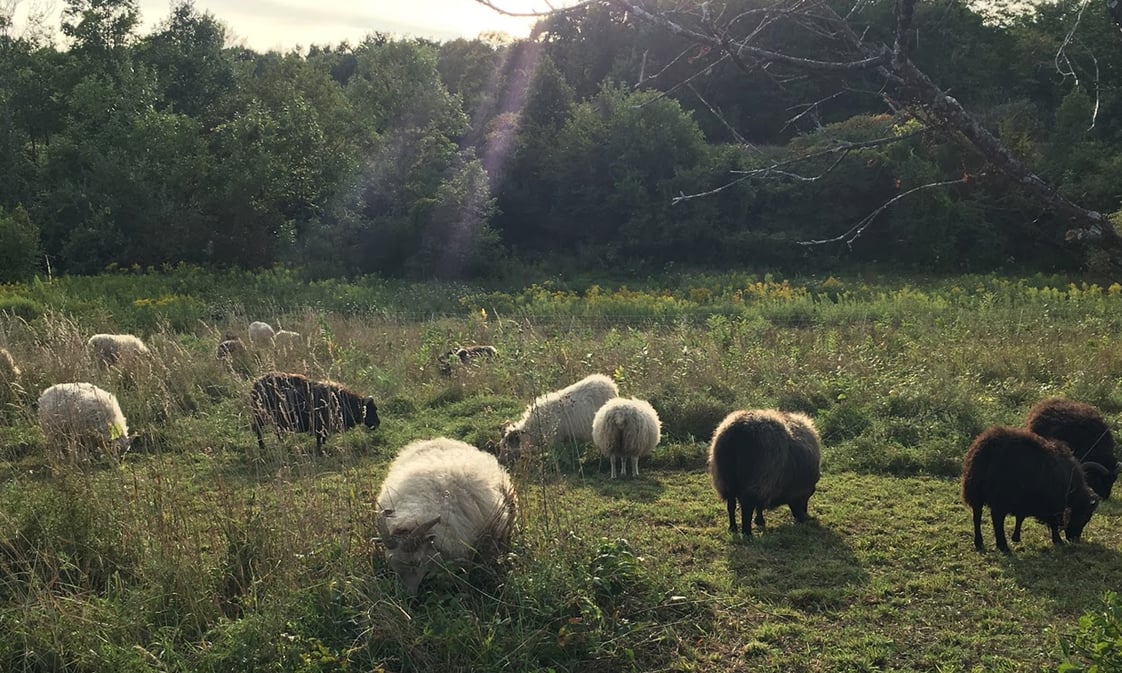 Farmland and sheep at Gatherwild