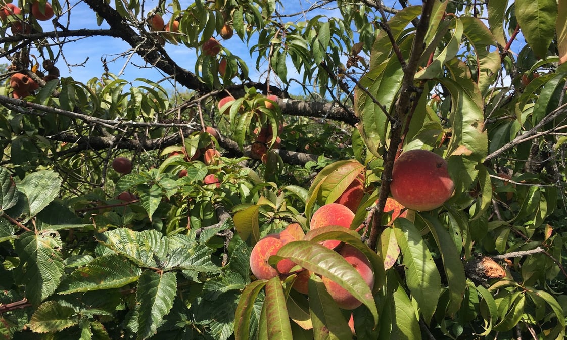 Peach trees at Gatherwild Ranch