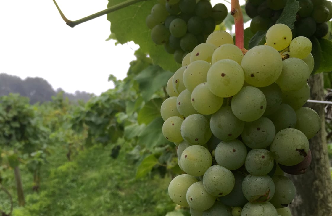 Grapes on the vine at Greenvale Vineyards