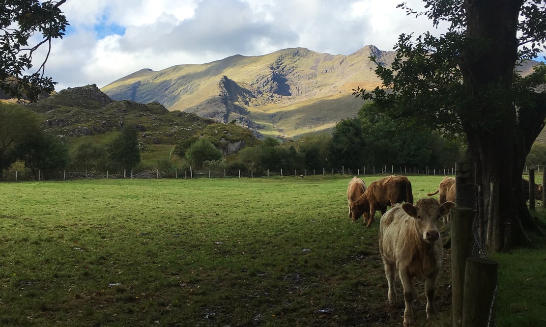 Friendly cows in Killarney, Ireland