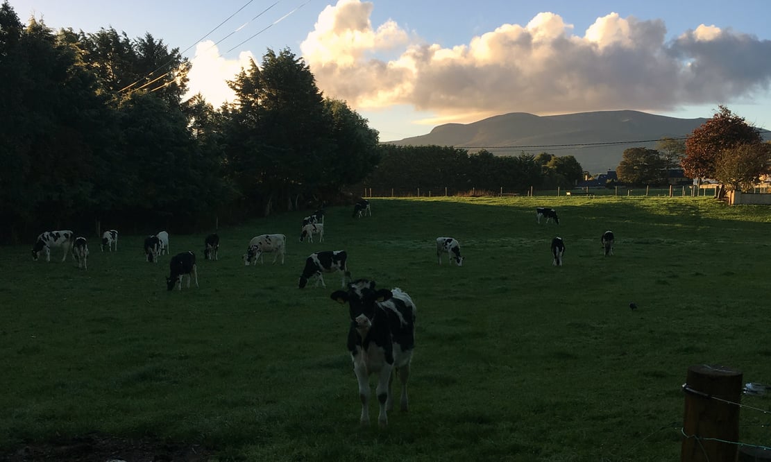 Cows in the fields of Killarney, Ireland