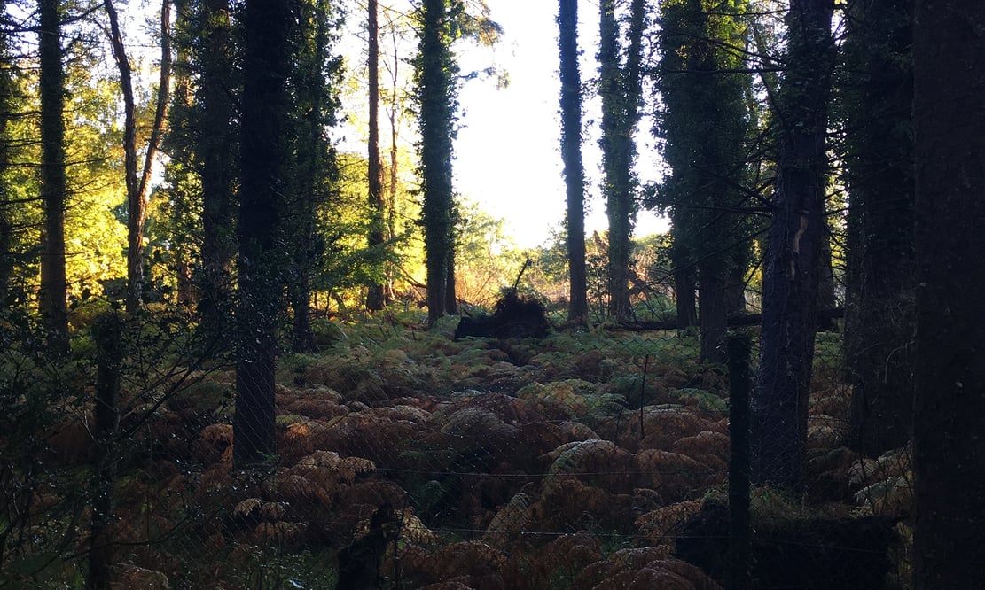 Forests of Killarney National Park in Killarney, Ireland