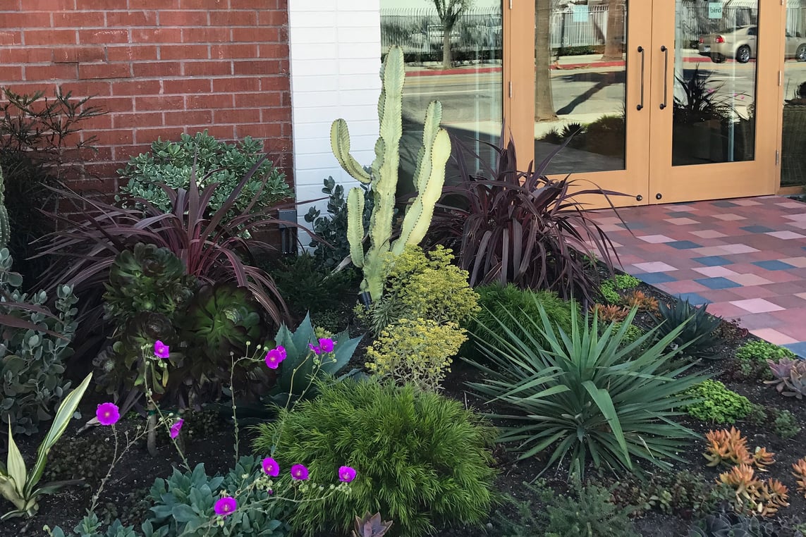 Plants outside of Bird Brooklyn in Culver City, California