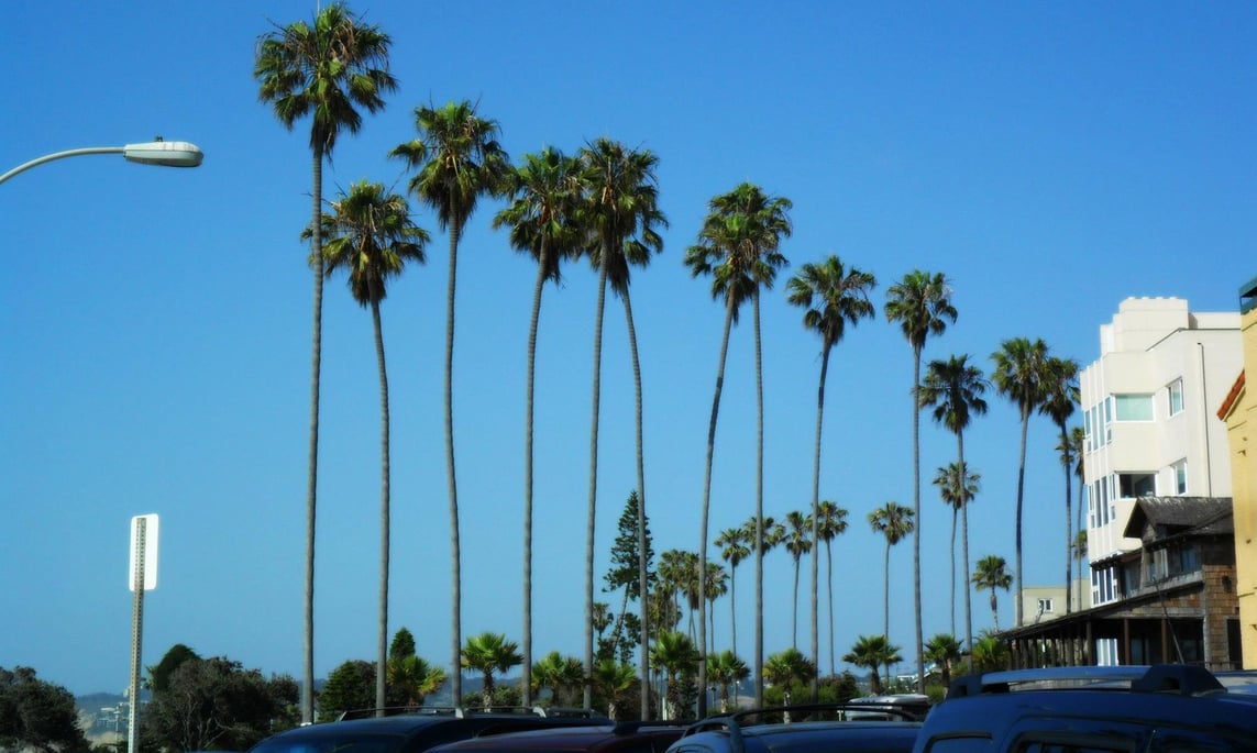 Row of palm trees in San Diego, California