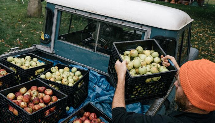 Shacksbury Cider apples