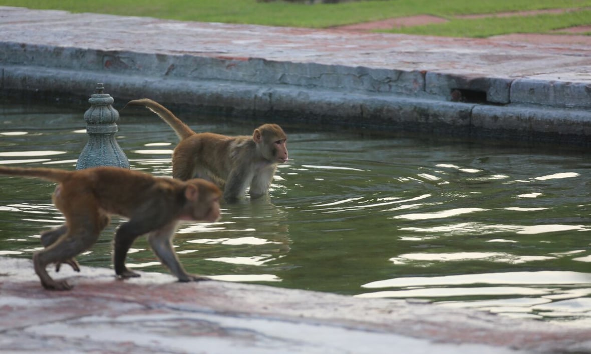 Monkeys at the Taj Mahal reflecting pool